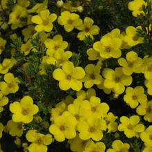 Load image into Gallery viewer, Potentilla Gold Drop