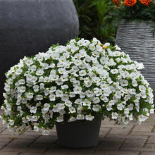 Load image into Gallery viewer, Calibrachoa Kabloom™ White Improved
