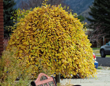 Load image into Gallery viewer, Weeping Pussy Willow