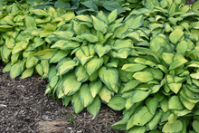 Load image into Gallery viewer, Hosta 'Paul's Glory'