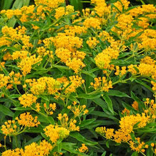 Load image into Gallery viewer, Asclepias tuberosa 'Hello Yellow'