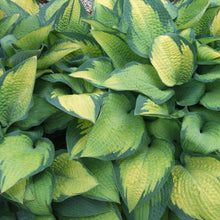 Load image into Gallery viewer, Hosta 'Paul's Glory'