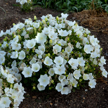 Load image into Gallery viewer, Campanula carpatica 'Rapido White'