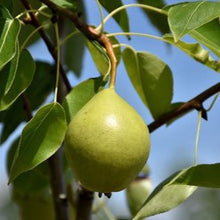 Load image into Gallery viewer, Ure Pear