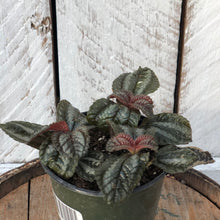 Load image into Gallery viewer, Pilea Friendship