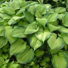 Load image into Gallery viewer, Hosta 'Guacamole'