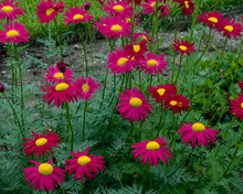 Load image into Gallery viewer, Tanacetum Coccineum 'Robinson Red'