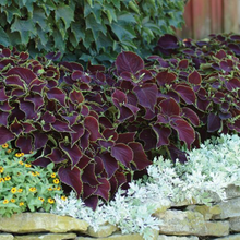 Load image into Gallery viewer, Coleus Chocolate Mint