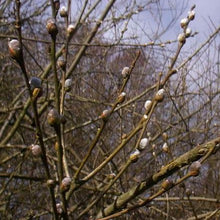 Load image into Gallery viewer, French Pussy Willow