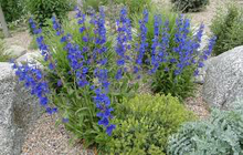 Load image into Gallery viewer, Penstemon mensarum