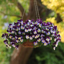 Load image into Gallery viewer, Pansy Cool Wave® Violet Wing