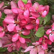 Load image into Gallery viewer, Indian Magic Flowering Crab