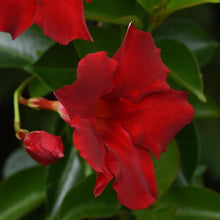 Load image into Gallery viewer, Mandevilla - Red