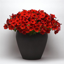 Load image into Gallery viewer, Petunia Easy Wave® Red