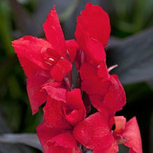 Load image into Gallery viewer, Canna Cannova Bronze Scarlet