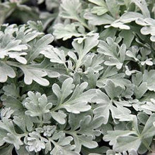 Load image into Gallery viewer, Artemisia stelleriana 'Silver Brocade'