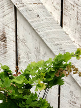 Load image into Gallery viewer, Maidenhair Fern 'Rosy'