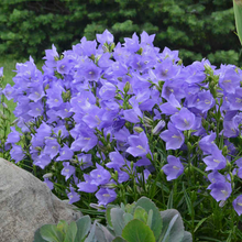 Load image into Gallery viewer, Campanula persicifolia 'Takion Blue'