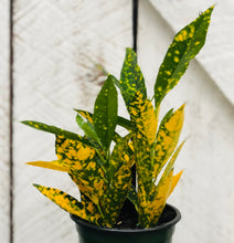 Load image into Gallery viewer, Gold Dust Croton