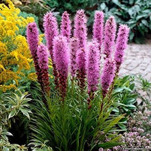 Load image into Gallery viewer, Liatris spicata 'Kobold'
