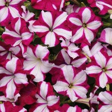 Load image into Gallery viewer, Petunia Easy Wave® Burgundy Star