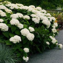 Load image into Gallery viewer, Annabelle Hydrangea