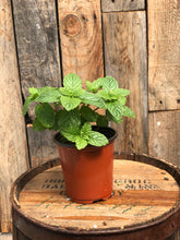 Load image into Gallery viewer, Mojito Mint