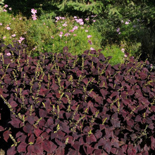 Load image into Gallery viewer, Coleus Dark Chocolate