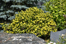 Load image into Gallery viewer, Potentilla Gold Drop