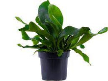 Load image into Gallery viewer, Staghorn Fern