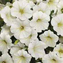Load image into Gallery viewer, Petunia Shock Wave® Coconut
