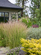Load image into Gallery viewer, Calamagrostis x acutiflora 'Avalanche'