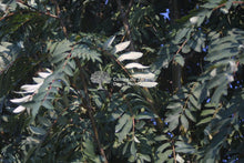 Load image into Gallery viewer, Skybound Mountain Ash