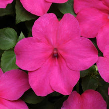 Load image into Gallery viewer, Impatiens Super Elfin® XP Rose