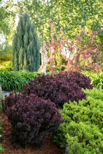 Load image into Gallery viewer, Barberry Concorde