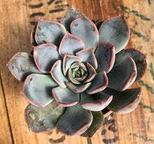 Load image into Gallery viewer, Echeveria Summer