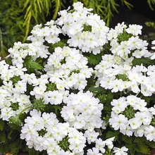 Load image into Gallery viewer, Verbena Vanessa Compact White