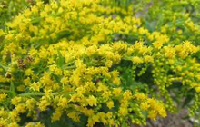 Load image into Gallery viewer, Solidago canadensis 'Little Miss Sunshine'
