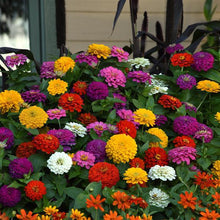 Load image into Gallery viewer, Zinnia - Zesty Mix