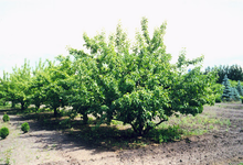 Load image into Gallery viewer, Goodland Apple