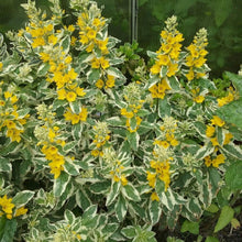 Load image into Gallery viewer, Lysimachia punctata 'Alexander'
