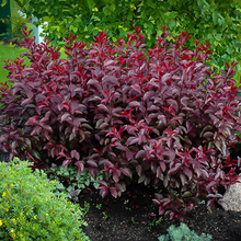 Load image into Gallery viewer, Purpleleaf Sandcherry