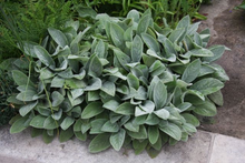 Load image into Gallery viewer, Stachys lantata 'Lamb's ears'