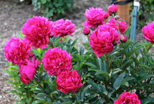 Load image into Gallery viewer, Peony 'Kansas'
