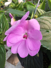 Load image into Gallery viewer, New Guinea Impatiens Basket