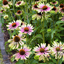 Load image into Gallery viewer, Echinacea purpurea 'Green Twister'