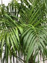 Load image into Gallery viewer, Roebellini palm