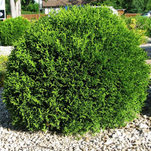 Load image into Gallery viewer, Dwarf Globe Cedar