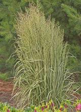 Load image into Gallery viewer, Calamagrostis x acutiflora 'Avalanche'