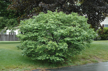 Load image into Gallery viewer, Burning Bush